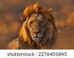 Africa lion  male. botswana...