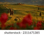 Spring flower Landscape in Tuscany, near the Siana and Pienza, Sunrise morning in Italy. Idyllic view on hilly meadow in Tuscany in beautiful morning light, Italy. Foggy morning in nature.