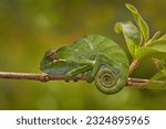 Small photo of Fork-nosed Chameleon, Furcifer bifidus, sitting on the tree branch in the nature habitat, Ranomafana NP. Endemic Lizard from Madagascar. Chameleon in the night.