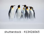 Group Of Six King Penguins ...