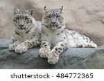 Pair Of Snow Leopards With...