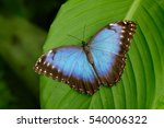 Big Butterfly Blue Morpho ...