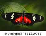 Butterfly Heliconius Hacale...