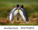 King Penguin Couple Cuddling In ...