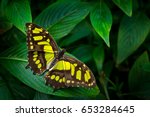Beautiful Butterfly Metamorpha...