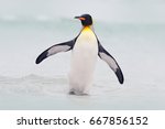 Wild bird in the water. Big King penguin jumps out of the blue water after swimming through the ocean in Falkland Island. Wildlife scene from nature. Funny image from the ocean.