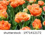 Double Late Tulips With Fringes