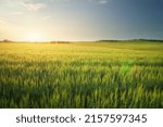 Meadow of wheat on sundown. Nature composition.