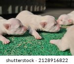 Cute Newly Born White Puppies 