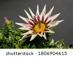 Small photo of Incompletely open flower of Gazania longiscapa. The petals are white with purple stripes. A striped insect sits on a yellow footstalk.