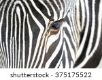 Close Up Of A Zebra