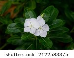 Catharanthus Roseus Flower ...