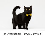 Black cat wearing golden bow...