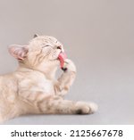 Small photo of Cute scottish striped beige cat licking his paw on couch