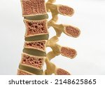 Model of the human spine on a...