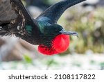Small photo of This flying Great Frigatebird is a large seabird in the frigatebird family. This male is primarily black with its large, inflatable throat pouch, but it has hints of iridescent green and blue as well.