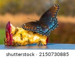 A Beautiful Red Spotted Purple...