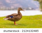Duck In The Park By The Lake Or ...