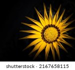 Yellow Flower Isoleted On Dark...