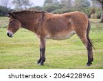 Small photo of Hinny cross breed donkey and horse, hinny in the New Forest in England UK, heathland wild horse Hinny Mule.