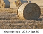 Small photo of Round hay bale on harvested wheat field, side lit by sun with other hay bales in the background, focus is on front bale.