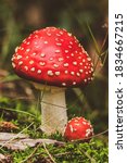Fly Agaric Mushrooms In A Dutch ...