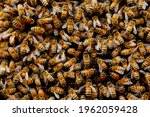 Small photo of Swarming bee colony congregating around their queen