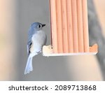 Tufted Titmouse At The Bird...