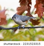 Tufted Titmouse Standing On...