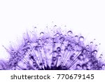 Violet dandelion in the dew drops on white background, macro. Place for text. Nature and eco concept. 