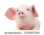 Portrait Of A Cute Pig  On...