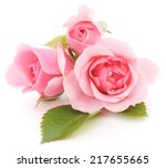 Three Beautiful Pink Roses On A ...