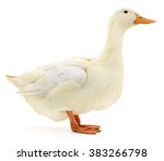 One White Duck Isolated On...