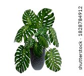 Monstera In A Pot Isolated On...