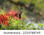 A Swallowtail Butterfly Sucking ...