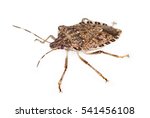Stink Bug Isolated Over White