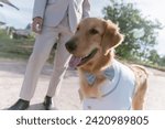 Small photo of Golden Retriever: Suave allure in a gleaming coat, exuding charisma with a confident gaze. A captivating canine heartthrob.