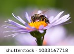 Detail Of Bee Or Honeybee In...