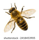 Detail of bee or honeybee in...