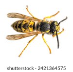 European common wasp german...