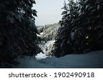 Winter forest landscape. Snow in forest. Cold winter weather. Coniferous forest background. Sunlight through the trees. Sunset landscape. Sunrise sun shining. Warm color nature background.