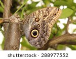 Forest Giant Owl Butterfly  Or...