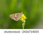 Small photo of Beautiful iparhan butterfly ; Melitaea trivia ( Syriaca )