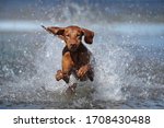 Active Happy Dog Vizsla Jumping ...