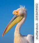 Portrait of great white pelican ...
