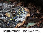 Close Up Of Spotted Salamander  ...