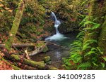 Waterfall In The Quinault...