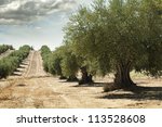 Olive Trees In A Row....