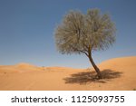Single Ghaf Tree With Midday...