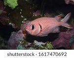 Small photo of A white tipped Soldierfish (Myripristis vitiate), a cave dwelling tropical coral reef fish, found on a pristine reef in the scuba diving and tourism destination of the Red Sea in Egypt